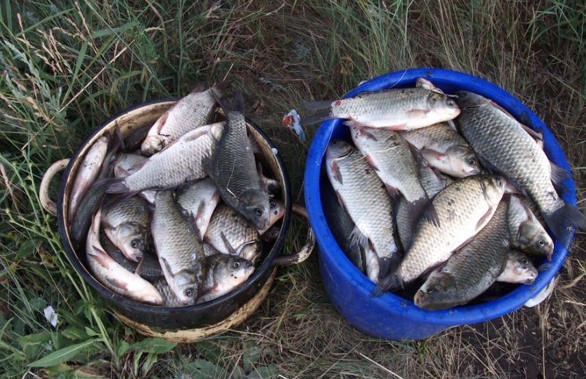 два ведра карасей 