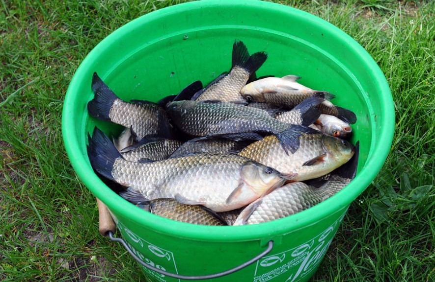 целое ведро карасей 