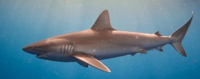 как выглядит серая гангская акула