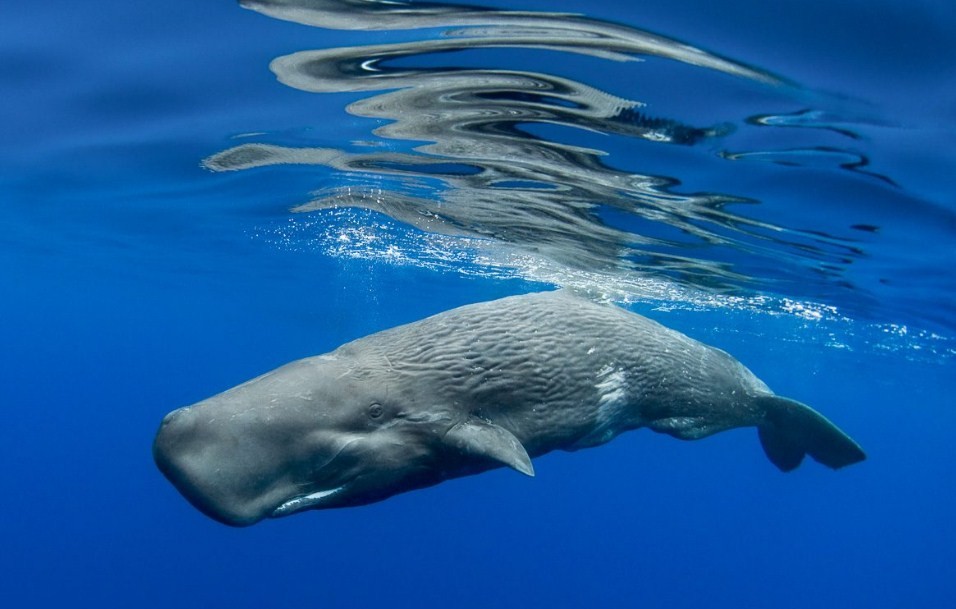 как выглядит кашалот 