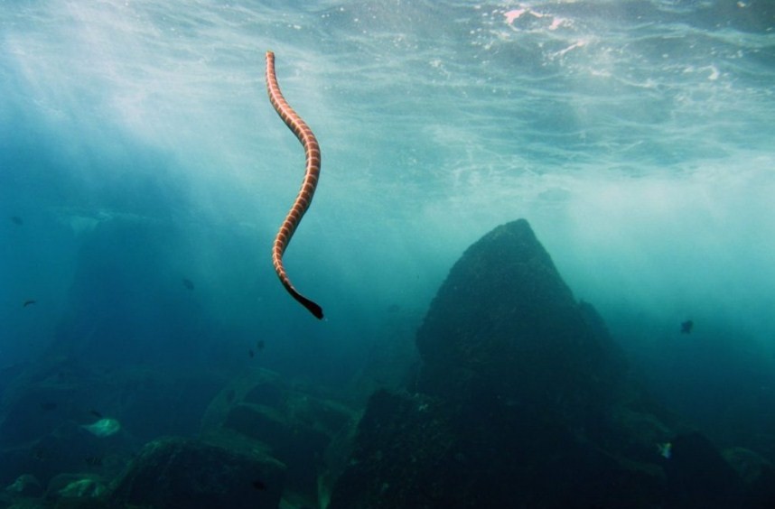 змея в воде