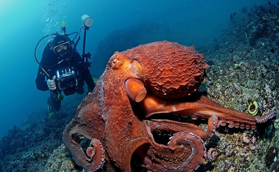 как выглядит гигантский осьминог 