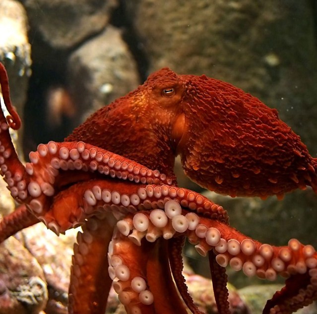 огромный осьминог 