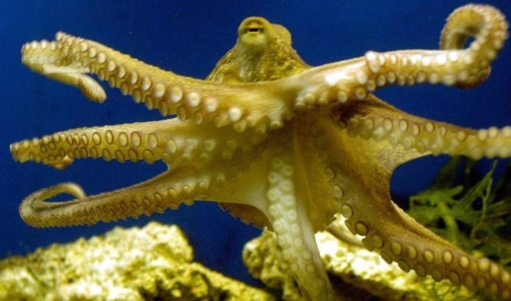 как выглядит желтый осьминог 