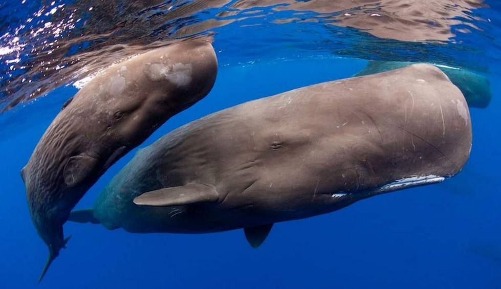 пара кашалотов 