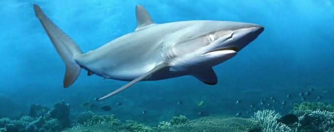 внешний вид акулы