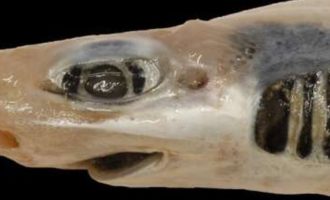 внешний вид пораженной кожачей акулы