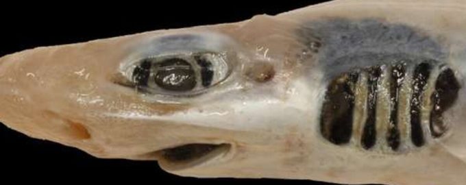 внешний вид пораженной кожачей акулы