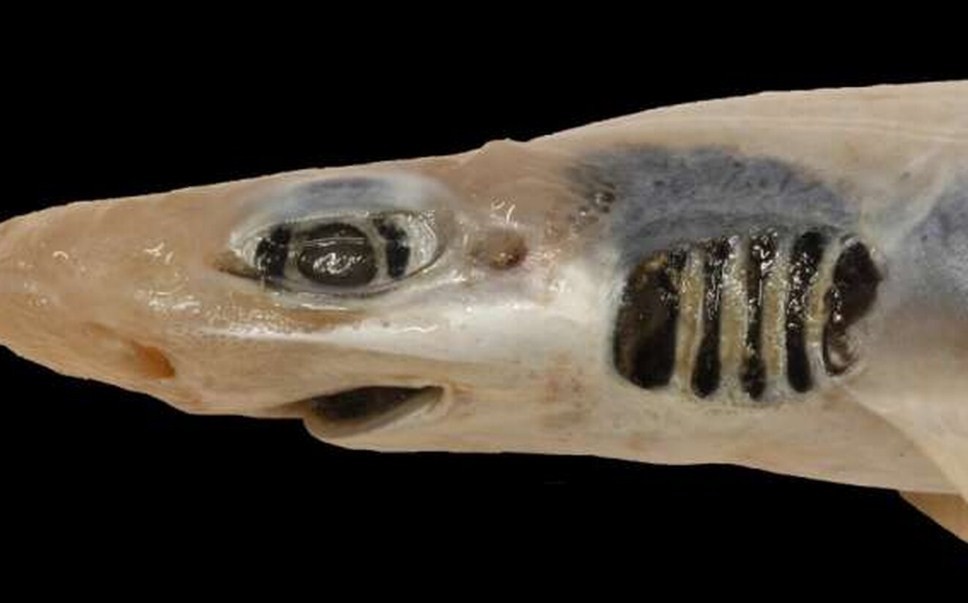 почему акула осталась без зубов и кожи 