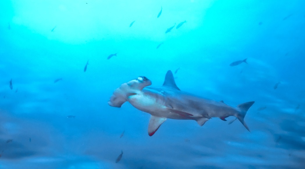 каквыглядит молотоголовая акула