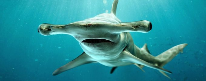 особенности строения молотоголовой акулы