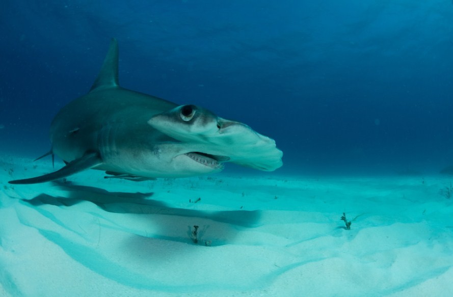 акула молот