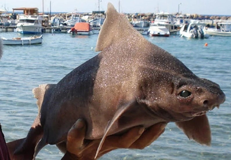внешний вид редкой акулы свиньи