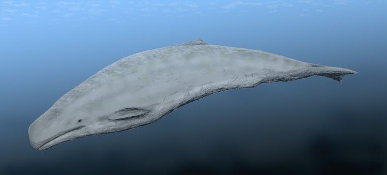 как выглядел аулофизетер