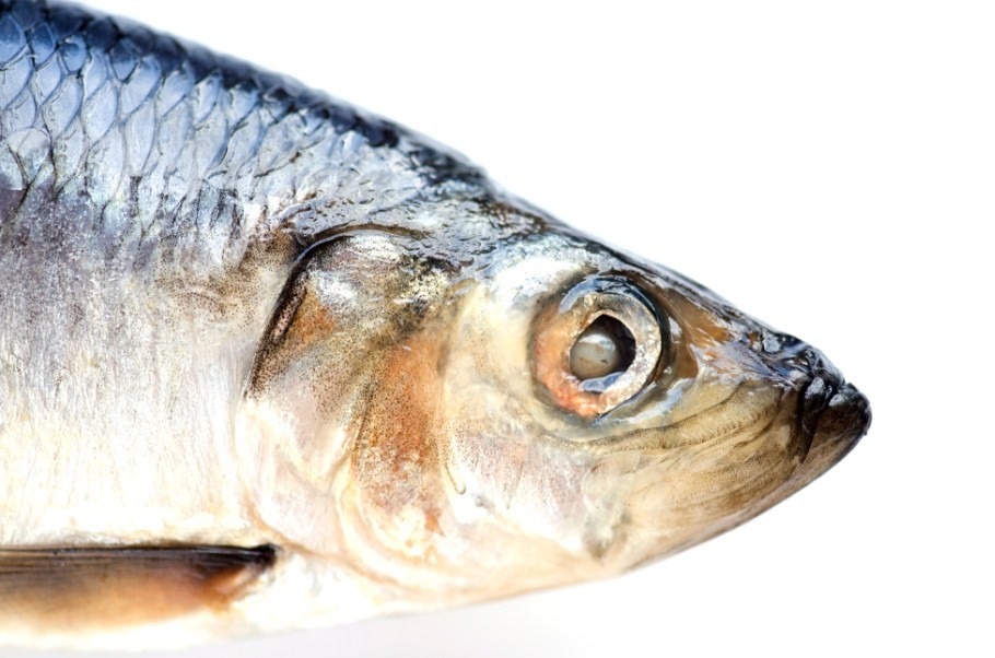 как выглядит крупная сельдь