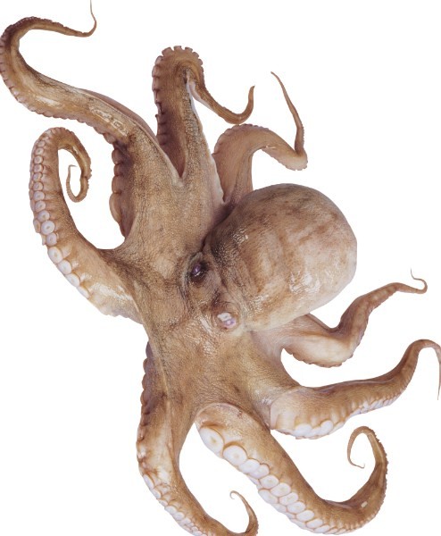крупный осьминог 