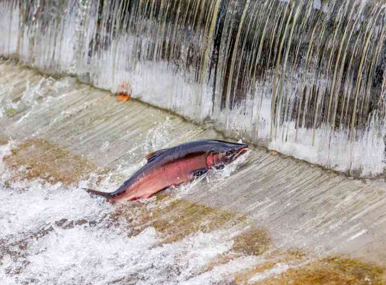 рыба в воде
