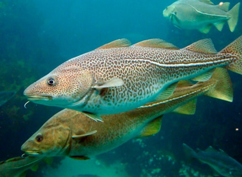 внешний вид трески 