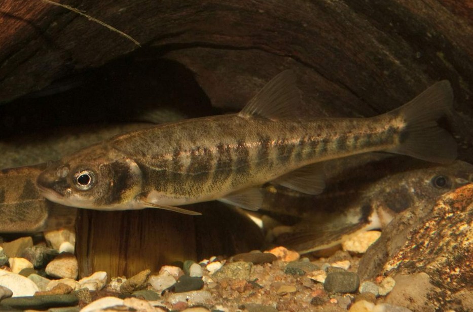 как выглядит рыба гольян