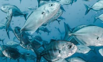 чем интересныморские существа