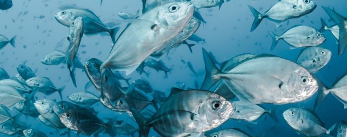 чем интересныморские существа