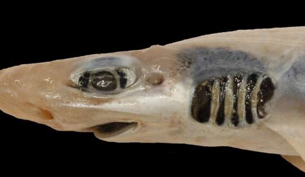 почему кошачья акула потеряла зубы и кожу