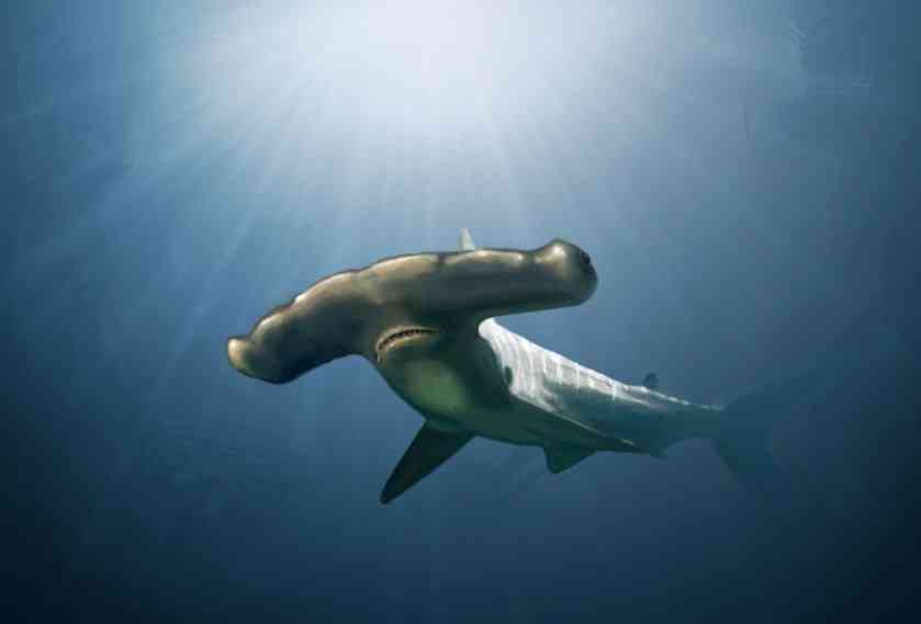 как выглядит акула молот