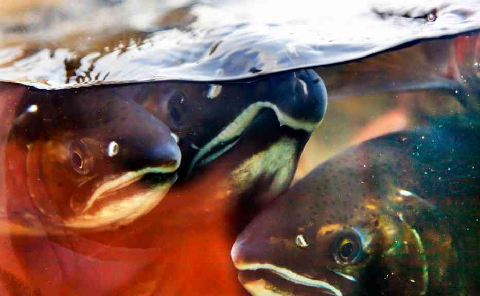 несколько рыб кижуч 