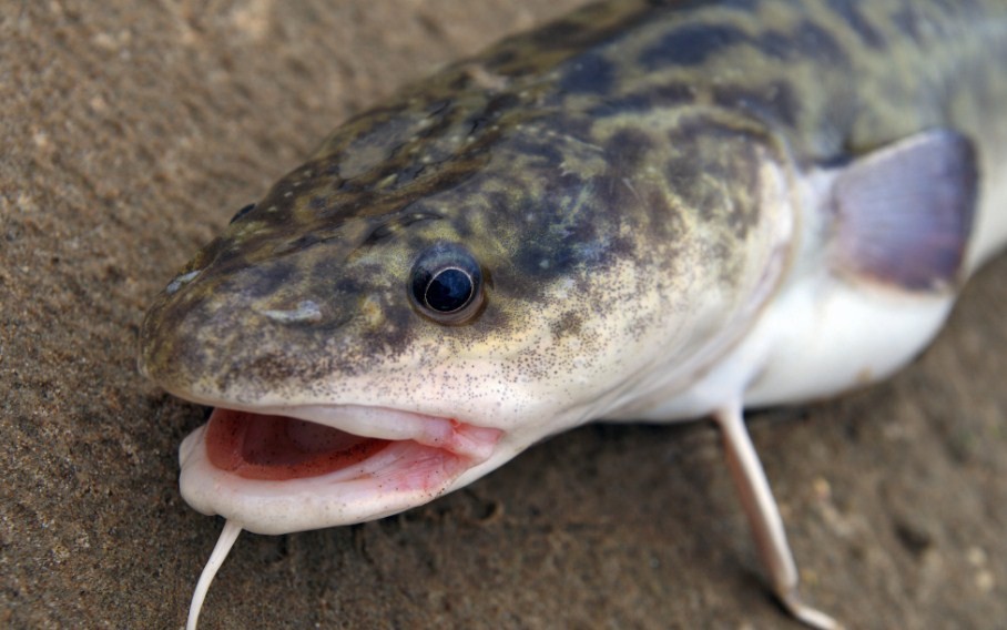 внешнийвид налима