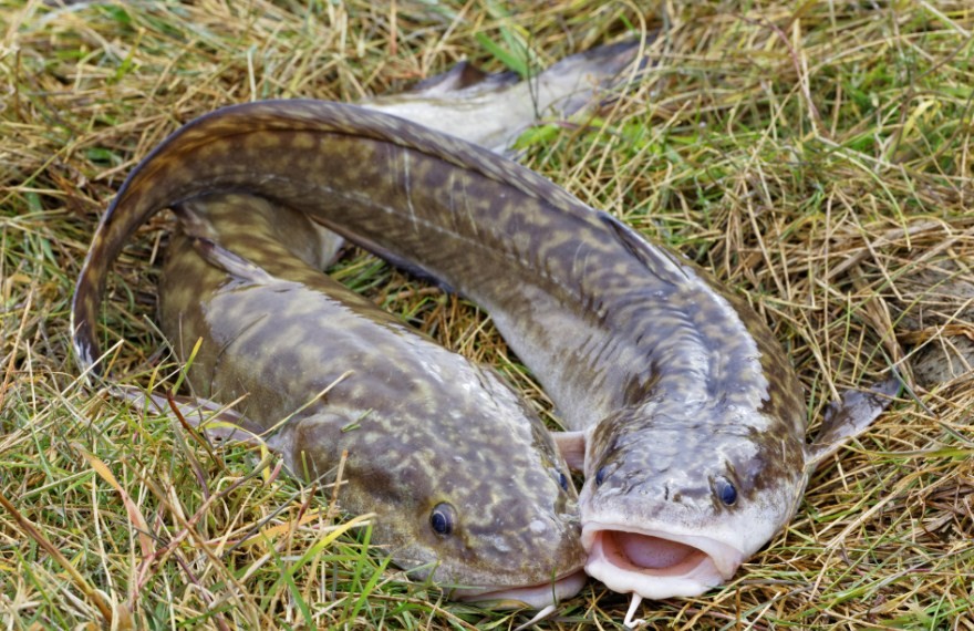 пара налимов