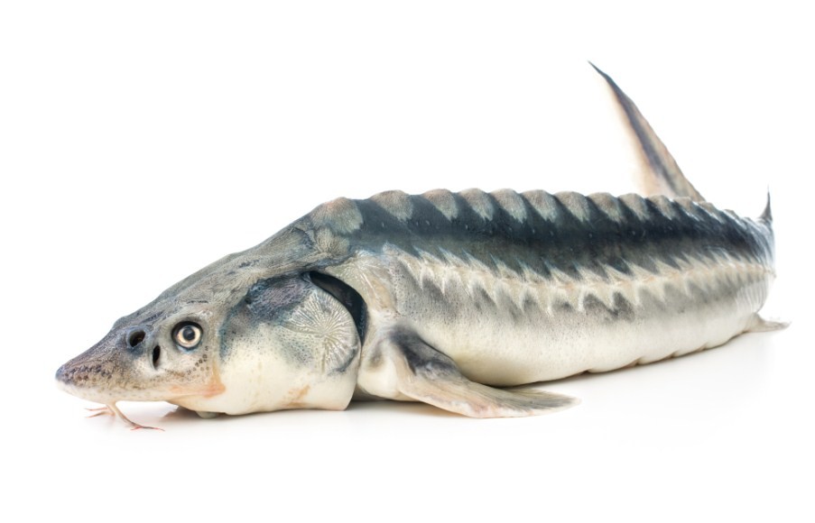 большой осетр