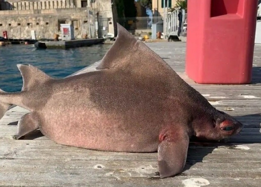 акула-свинья 