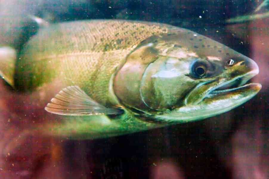 как выглядит кижуч