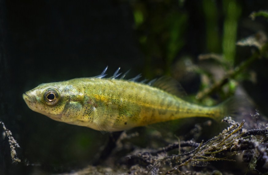 как выглядит колюшка 