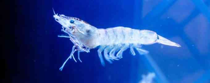 как выглядит креветка