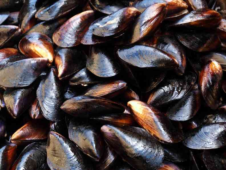 как выглядят мидии