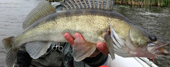 какая рыба клюет в октябре