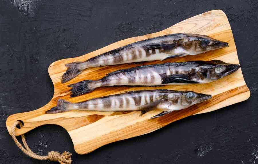 крупная ледяная рыба 