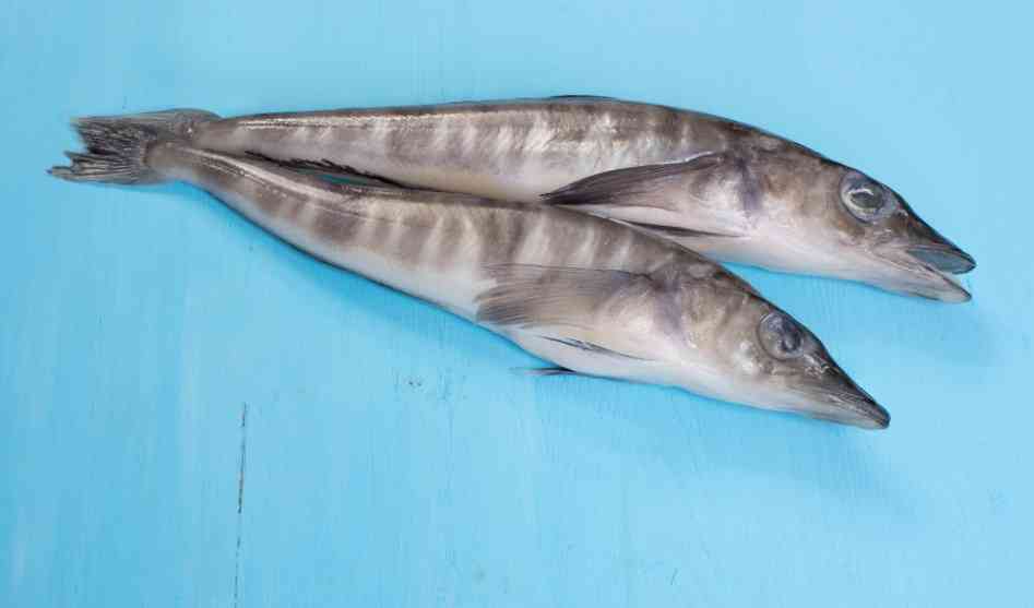 как выглядит ледяная рыба