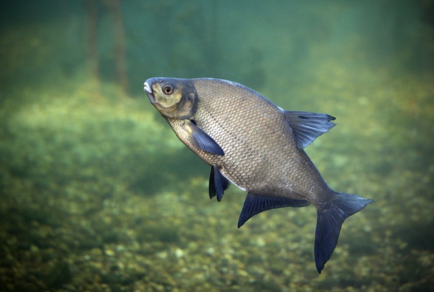 внешний вид леща