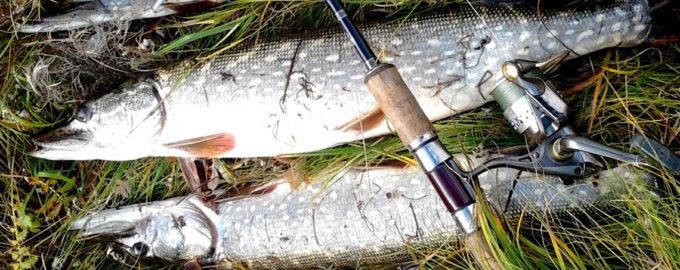 как проявляется жор щуки