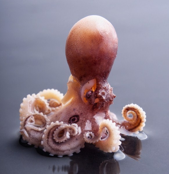 небольшой осьминог 