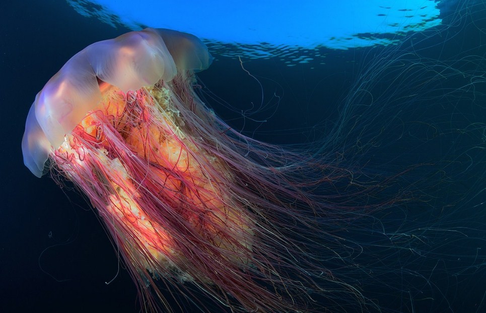 как выглядит ционея 