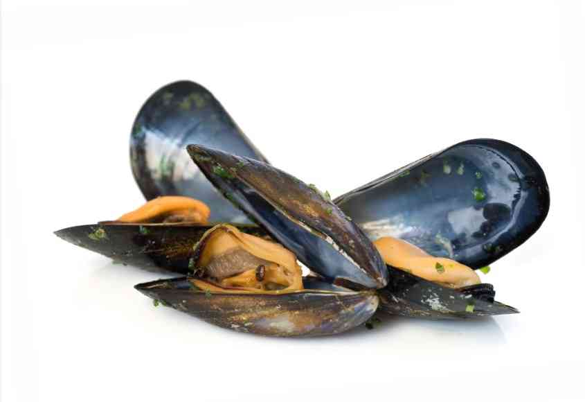 внешний вид мидий