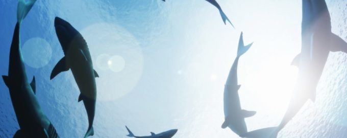 опасны ли акулы