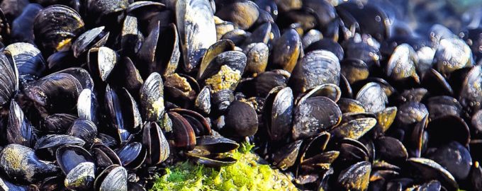 несколько мидий