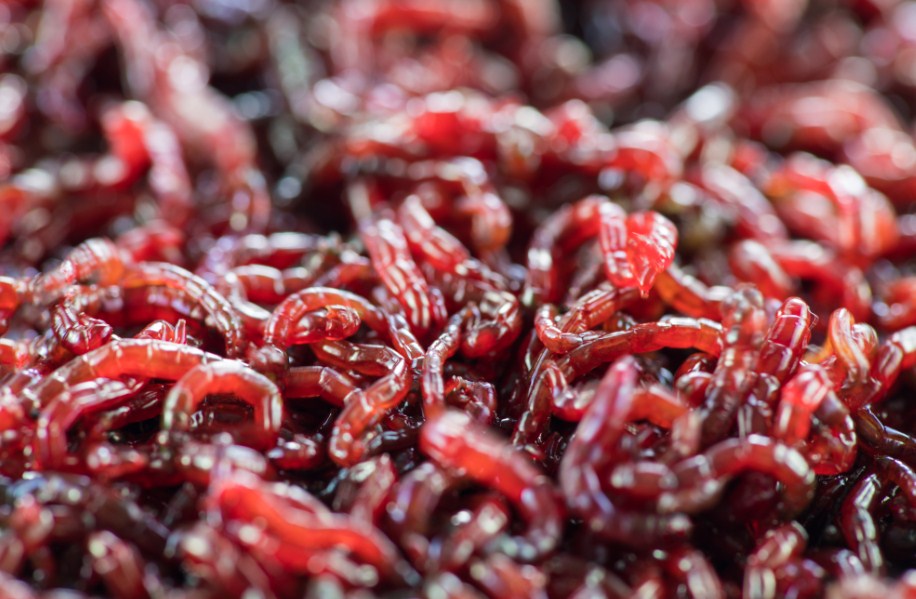 мотыль замороженный 