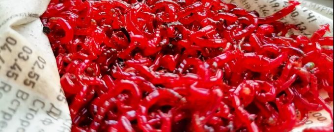 как выглядит мотыль