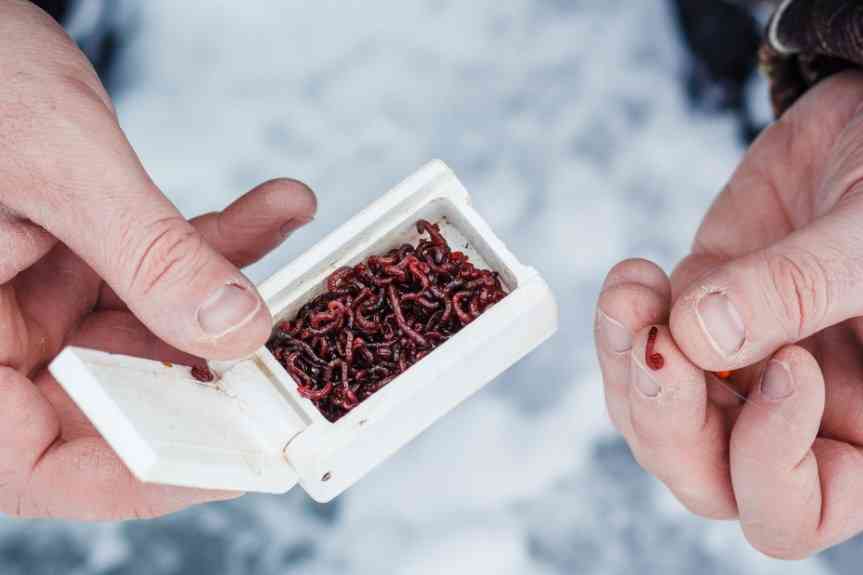 мотыль в мотыльнице