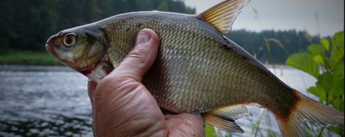 как ловить леща осенью